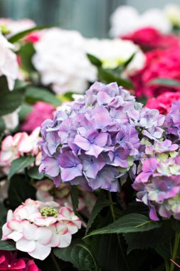 Hydrangea Macrophylla