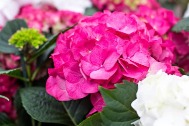 Hydrangea Macrophylla