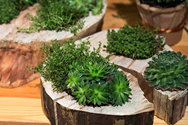 Composizione con succulente . — Foto Stock