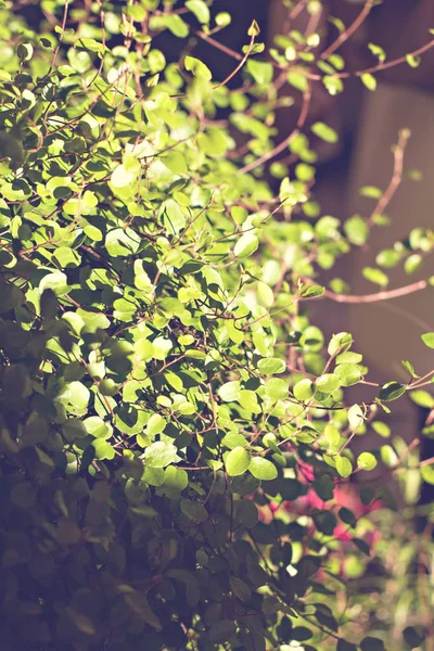 Shelf with indoor plants. potted plants — Stock Photo, Image