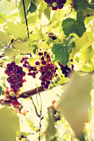 Горсть винограда на винограднике — стоковое фото