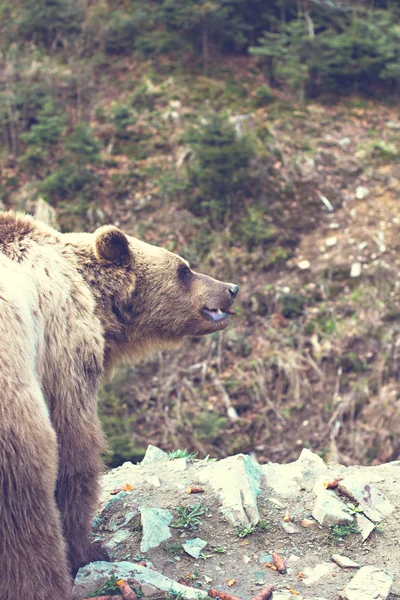 Brown bear in the reserve. — Stock Photo, Image