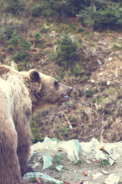 Oso pardo en la reserva . — Foto de Stock