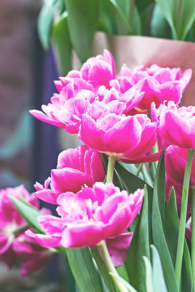 Lale çiçek bir sergi, bir sürü.