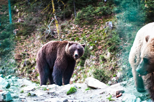 예비에 있는 갈색 곰. — 스톡 사진