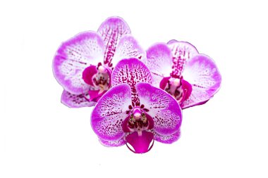 Güzel beyaz-pembe orkide, ayrı tut, arka plan