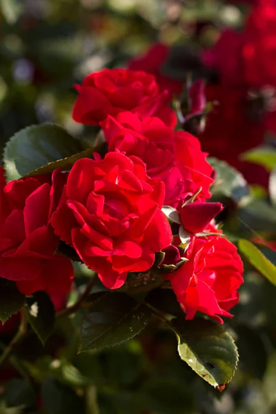 Beautiful red roses. — Stock Photo, Image