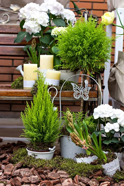 Trädgård sammansättning med hortensia. Trädgård dekoration — Stockfoto