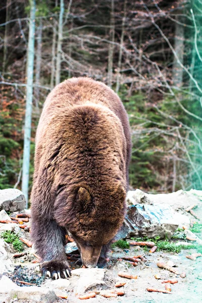 Bruine beer in het reservaat. — Stockfoto