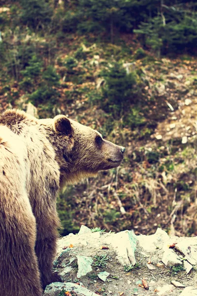 Urso castanho na reserva . — Fotografia de Stock