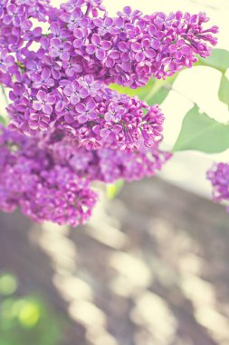 Leylak ağacının Bahar, çiçekler