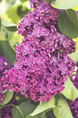 Leylak ağacının Bahar, çiçekler