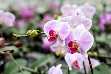 Güzel beyaz-pembe orkide