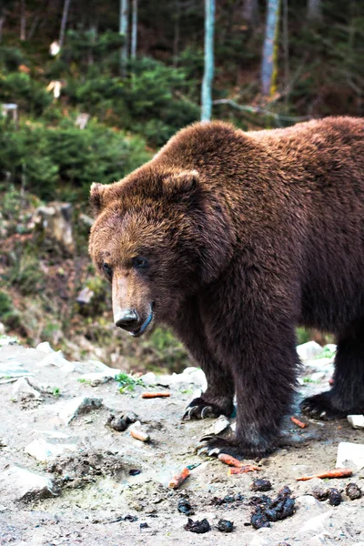 Бурый медведь в резерве . — стоковое фото