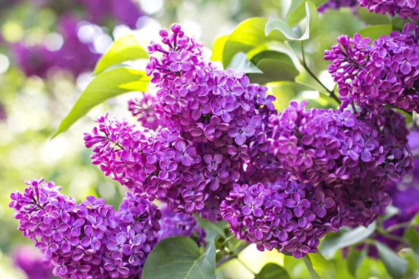 Flowers of lilac tree at spring — Stock Photo, Image
