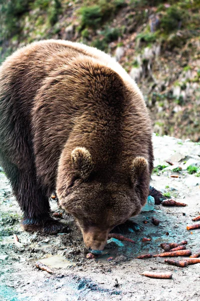 Bruine beer in het reservaat. — Stockfoto