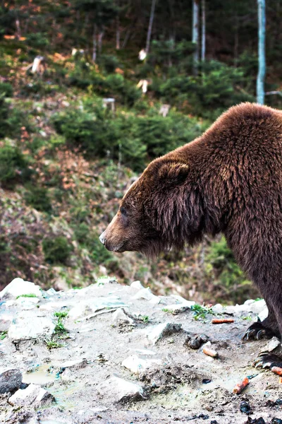 Bruine beer in het reservaat. — Stockfoto