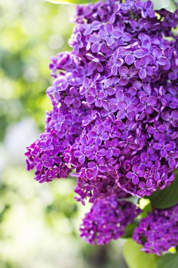 Leylak ağacının Bahar, çiçekler