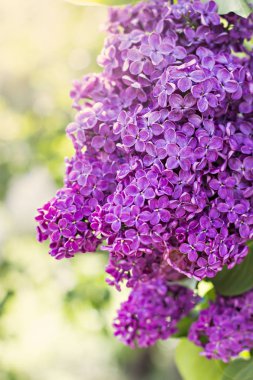 Leylak ağacının Bahar, çiçekler