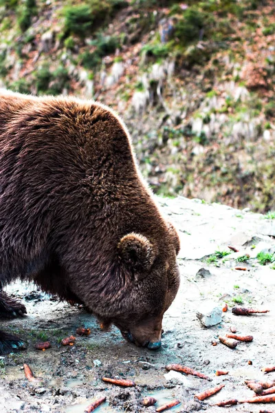 Brunbjörn i reserven. — Stockfoto