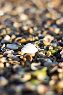 Çakıl plaj denize yakın. 