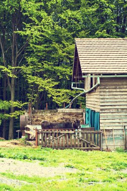 Çiftlikte ahır boğa.