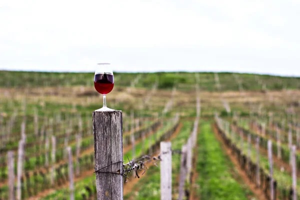 Bir bardak kırmızı şarap üzüm bağları çerçevede bir. — Stok fotoğraf