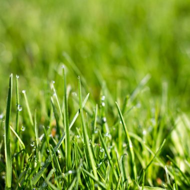 Genç yeşil çimen çiy ile.