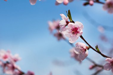 Bir şeftali çiçek açması ağacıdır. Çiçekli ağaç. 