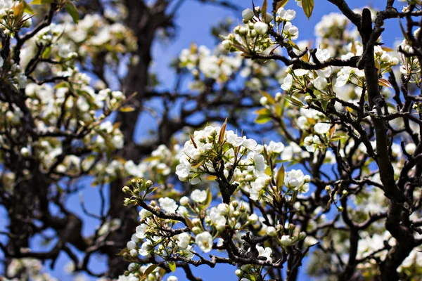 Un árbol en flor es un melocotón. Árbol floreciente . — Foto de Stock