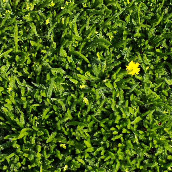 Hierba verde joven con rocío . —  Fotos de Stock