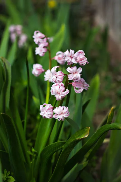 Roze lentebloemen. — Stockfoto