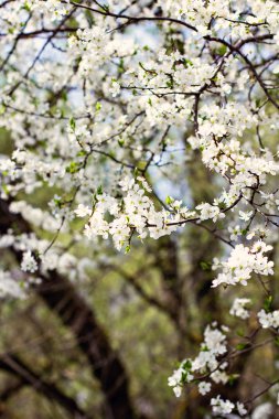 Bir Erik çiçek açması ağacıdır. Çiçekli ağaç. 