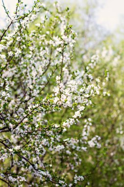 Bir Erik çiçek açması ağacıdır. Çiçekli ağaç. 