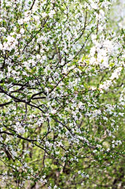 Bir Erik çiçek açması ağacıdır. Çiçekli ağaç. 
