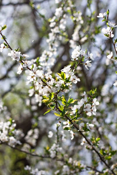 Un árbol en flor es una ciruela. Árbol floreciente . — Foto de Stock