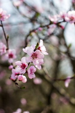 Bir şeftali çiçek açması ağacıdır. Çiçekli ağaç. 
