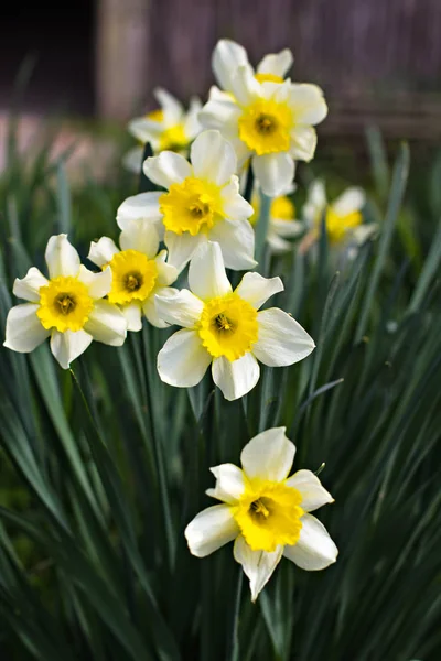 Flores dos narcisos na primavera . — Fotografia de Stock