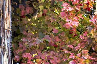 Sarı ve kırmızı yaprakları ile sonbahar ağacı