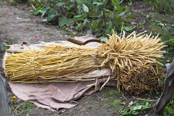 Haystack, crop, rural life.