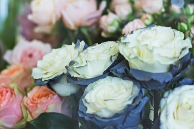 Güzel beyaz ve siyah güller