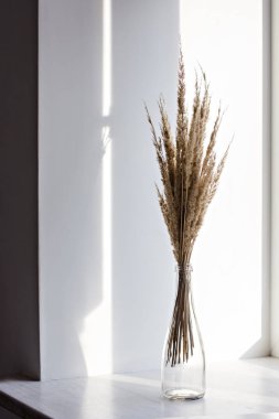 Dry flowers Cortaderia Selloana known as Pampas grass