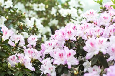 Pembe açelyalı çalılar.