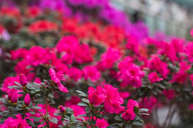 Pembe açelyalı çalılar.