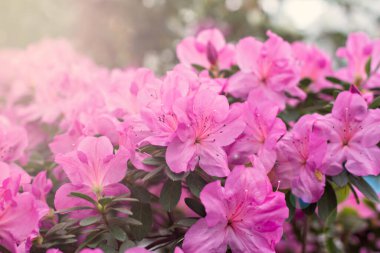 Pembe açelyalı çalılar.