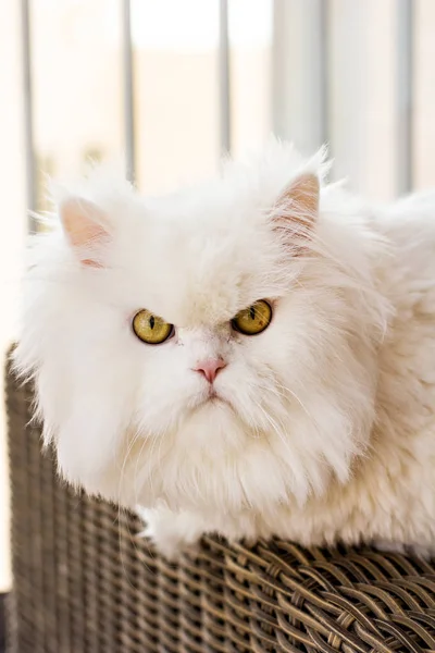 Vit persisk katt. fluffig vit katt — Stockfoto