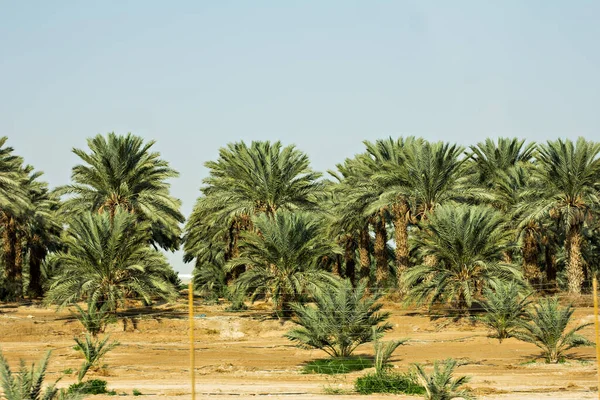 Fecha plantación de palmeras . — Foto de Stock