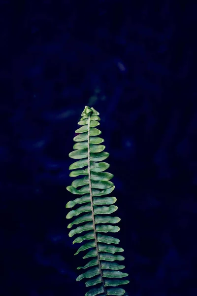 Branche de fougère sur un fond sombre — Photo