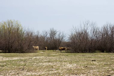 Vahşi inekler ormanın dışındaki bir açıklıkta otluyor.. 
