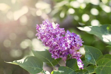 Bahar çiçek açması leylak dalı. İlkbaharda çiçek açması mor leylak. Seçici yumuşak odak, sığ derinlik-in tarla. Bulanık görüntü, Bahar arka plan.